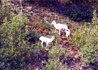 Doll Sheep on the rocks along the hiway to Portage Glacier