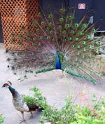 Peacock